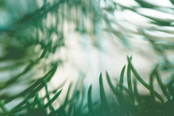 Wall Mural - Abstract background close up blurred conifer evergreen fir tree branches natural