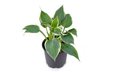 Hosta Plant With Green Leaves And With White Edges In Black Plastic Flower Pot Isolated On White Background