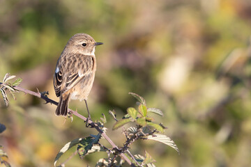 small passerine bird, female stonechat