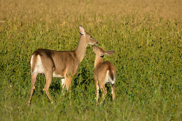 Wall Mural - White Tailed Deer and Fawn