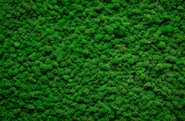 Dark green moss texture, interior decoration wall background.