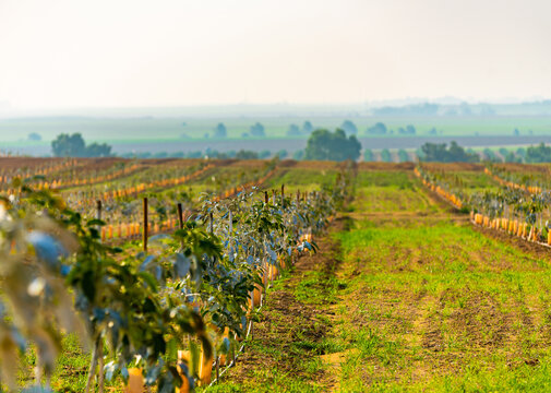 green young fruit trees