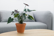 Black Flamingo Flower Or Anthurium Andraeanum In Clay Pot On Wooden Table In Living Room. Air Purifying Plants In The Home