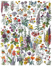 Flower Background Collection - Vintage Illustration From Larousse Du Xxe Siècle