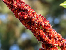 Inflorescences Of A Tree Called Sumac Vinegar, Common In Parks And Squares In The City Of Białystok In Podlasie In Poland