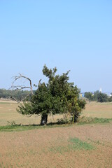 Sticker - herbstlicher Apfelbaum