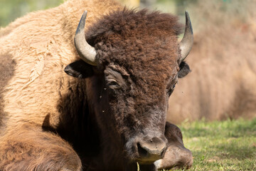 Poster - The American bison or simply bison (Bison bison), also commonly known as the American buffalo.