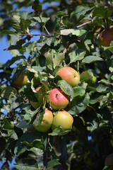 Sticker - herbstlicher Apfelbaum