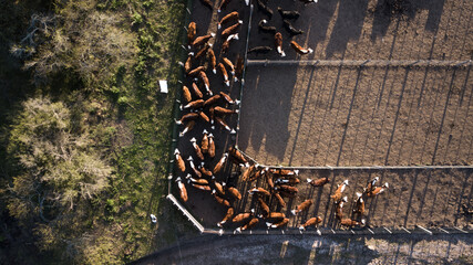 Aerial shot of a cow pen.