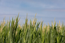 Cornfield With Corn Tassels During Summer Growing Season. Concept Of Agriculture, Agriscience, Agribusiness And Agronomy