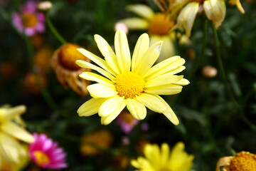 Wall Mural - Daisy flowers