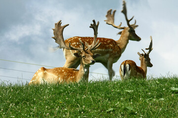 Wall Mural - Fallow deer