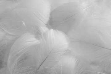 Beautiful abstract gray feathers on white background and soft white feather texture on white pattern and dark background