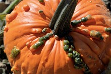 Closeup Of The Stem And Green Bumps On A Warty Pumpkin.