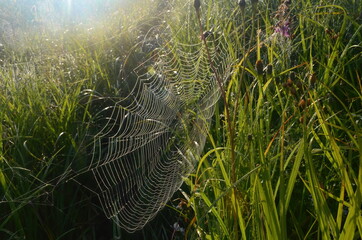 Wall Mural - Dew covered spiderweb in meadow early summer morning.Dew drops and Cobweb in the grass in the early morning sunrise