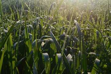 Wall Mural - Dew covered spiderweb in meadow early summer morning.Dew drops and Cobweb in the grass in the early morning sunrise