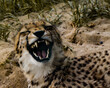© Senna - laughing cheetah