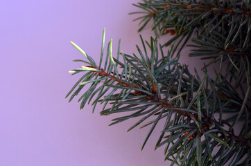 Christmas tree branch and cones. Decorations for the New Year and Christmas. 2021.