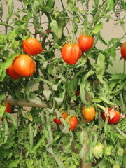 Wall Mural - Tomates cœur de bœuf dans une serre, Cévennes	