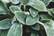 Fresh Green Sage Leaves Texture For Background.