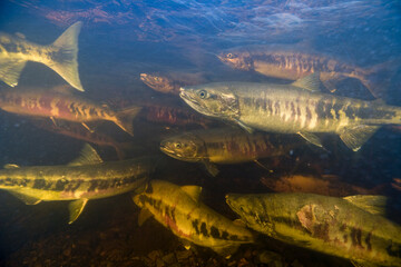 Spawning Chum Salmon, Alaska