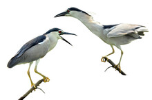 Pair Of Black-crowned Night Heron On Isolated White Background, Nycticorax, Bird