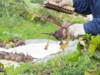 Wall Mural - assembling vegetables from the garden. clearing beets from the ground with a clear. farm work.