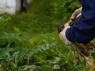 Wall Mural - assembling vegetables from the garden. clearing beets from the ground with a clear. farm work.