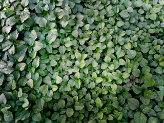 green background, Green leaves natural background, and patterns