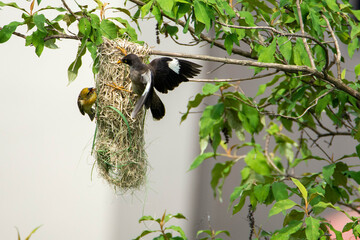 Wall Mural - Baya weaver bird nesting and mayna attack