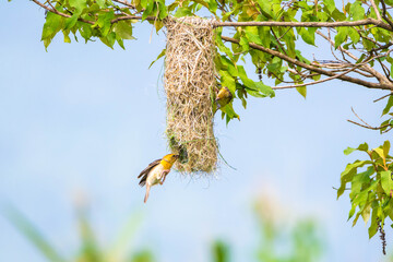 Wall Mural - Baya weaver bird nesting