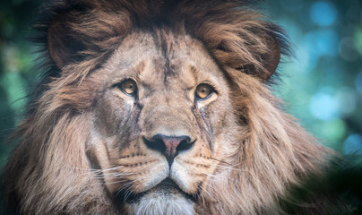 The lion of Berber predator face nad dangerous sight