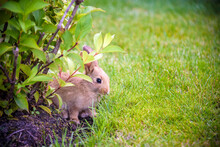 Cute Grey Rabbit Hiding Under The Green Bushes In The Park Near The Grass Field Under The Sun
