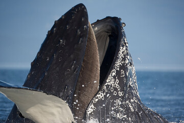 Wall Mural - Feeding Humpback Whale, Alaska