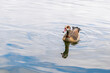 © Anders93 - Egyptian goose, alopochen aegyptiaca, swimming on a lake with reflection
