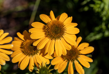 Wall Mural - Flowers of  Echinacea - an herb stimulating the immune system