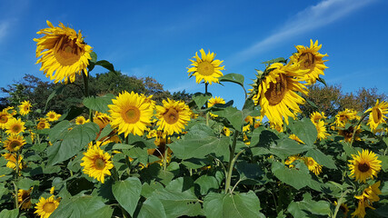  Field of sunflowers in September