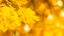 Maple Leaves On A Blurred Background. Autumn Background With Yellow Maple Leaves