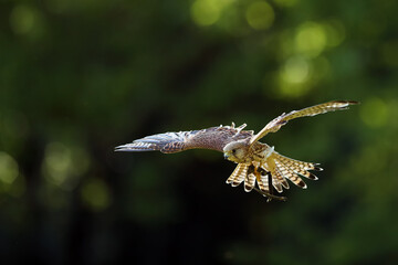 Poster - The common kestrel (Falco tinnunculus) or European or Eurasian kestrel flying in backlight. Falconry guided kestrel with outstretched wings. 