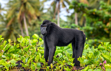 Wall Mural - The Celebes crested macaque.  Crested black macaque, Sulawesi crested macaque, celebes macaque or the black ape. Wild nature. Natural habitat. Sulawesi. Indonesia.