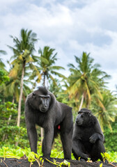 Canvas Print - The Celebes crested macaques .  Crested black macaque, Sulawesi crested macaque, celebes macaque or the black ape. Wild nature. Natural habitat. Sulawesi. Indonesia.