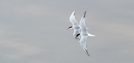 Wall Mural - Couple of adult common terns in flight. View from above. Scientific name: Sterna hirundo.