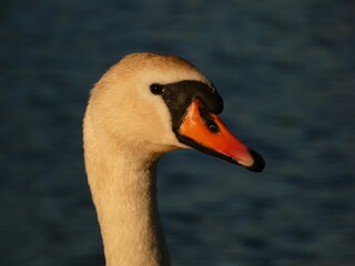 Wall Mural - Mute swan (Cygnus olor) close up of swan's head with orange beak