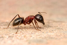 Beautiful Strong Jaws Of Red Ant Close-up