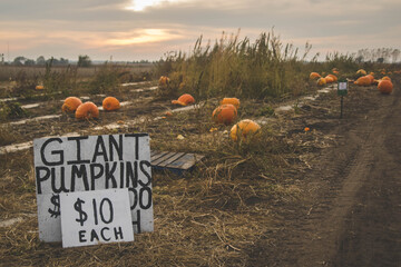 sign for giant pumpkins on harvest farm at sunset