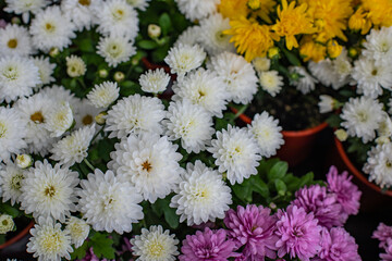 Wall Mural - Chrysanthemum blossom white pink floral background. Fresh natural chrysanthemum flower bouquet