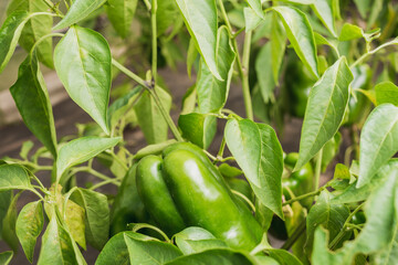 agriculture green pepper ripens/green pepper on a plant with leaves. Agriculture