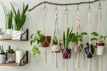 Six Handmade Cotton Macrame Plant Hangers Are Hanging From A Wood Branch. The Macrame Have Pots And Plants Inside Them. There Are Decorations And Shelves On The Side With An Egg Chair And A Table.