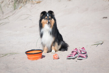 Cute black and white shetland sheepdog, sheltie portrait on the beach.Small collie, little lassie dog  waiting for the owner on a hot day near orange water bowl and pink sandals. Summer vacation time