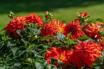 Canvas Print - Cluster of fresh red Dahlia flowers in sunlight